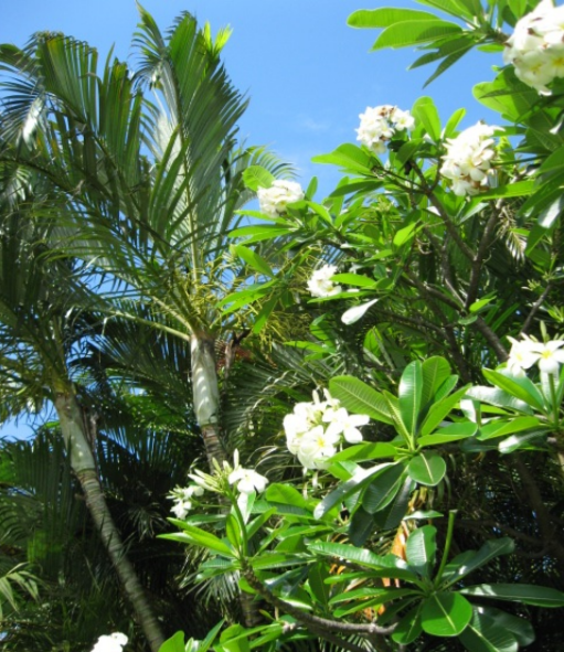 Hawaii trees in flower
